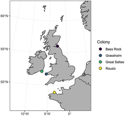 Individual Spatial Consistency and Dietary Flexibility in the Migratory Behavior of Northern Gannets Wintering in the Northeast Atlantic